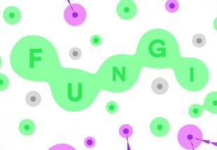 FUNGI Steam CD Key