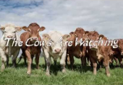 The Cows Are Watching Steam CD Key