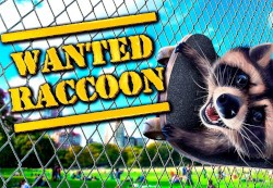 Wanted Raccoon Steam CD Key
