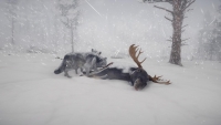 Northern Lights EU PC Steam Altergift screenshot 6