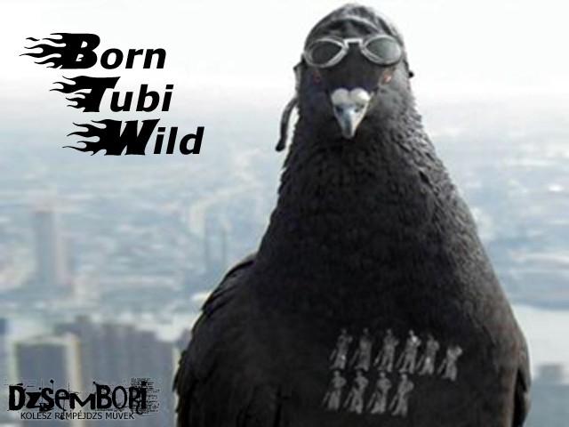 Born Tubi Wild Steam CD Key