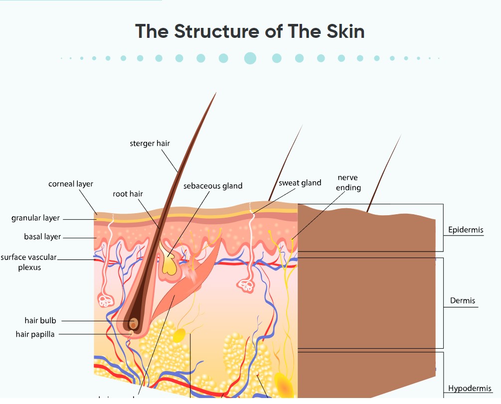 Dermatology & Skincare Alpha Academy Code