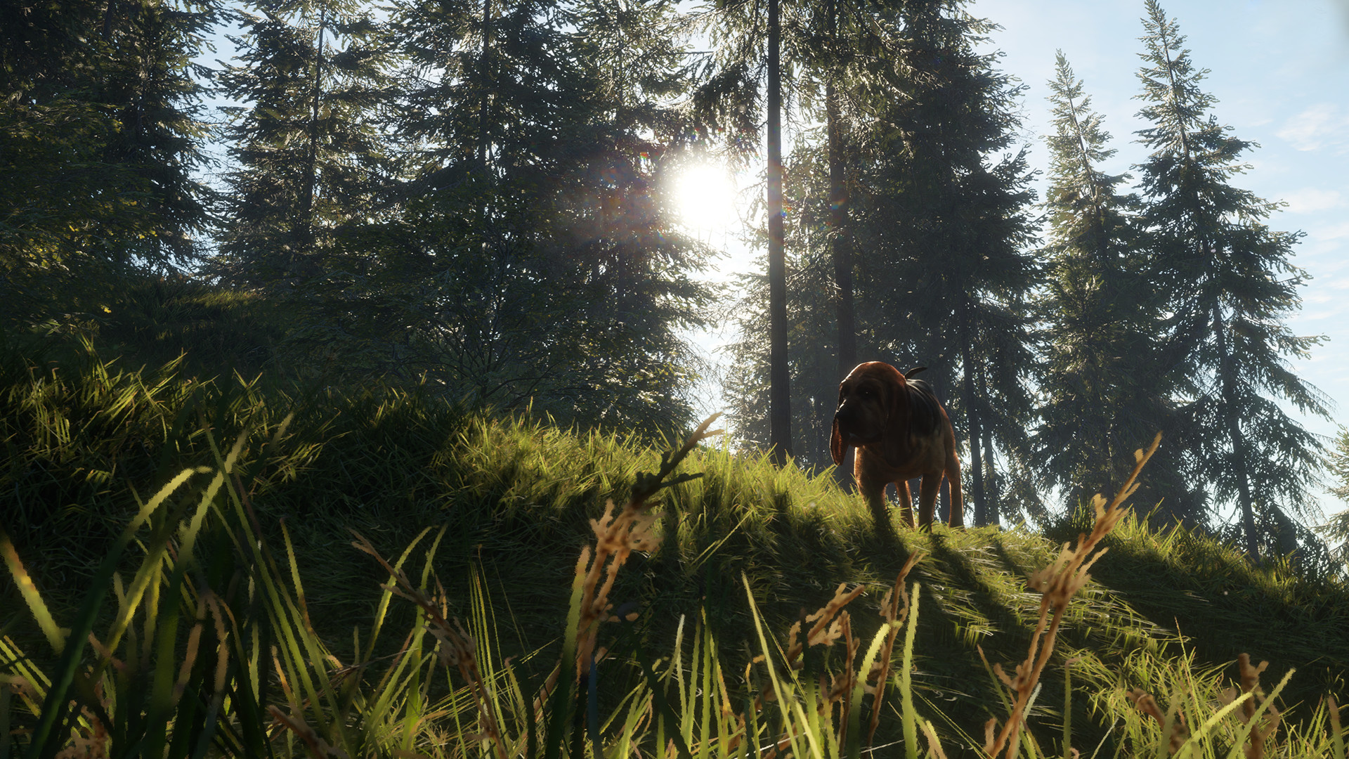 TheHunter: Call Of The Wild - Bloodhound DLC Steam CD Key